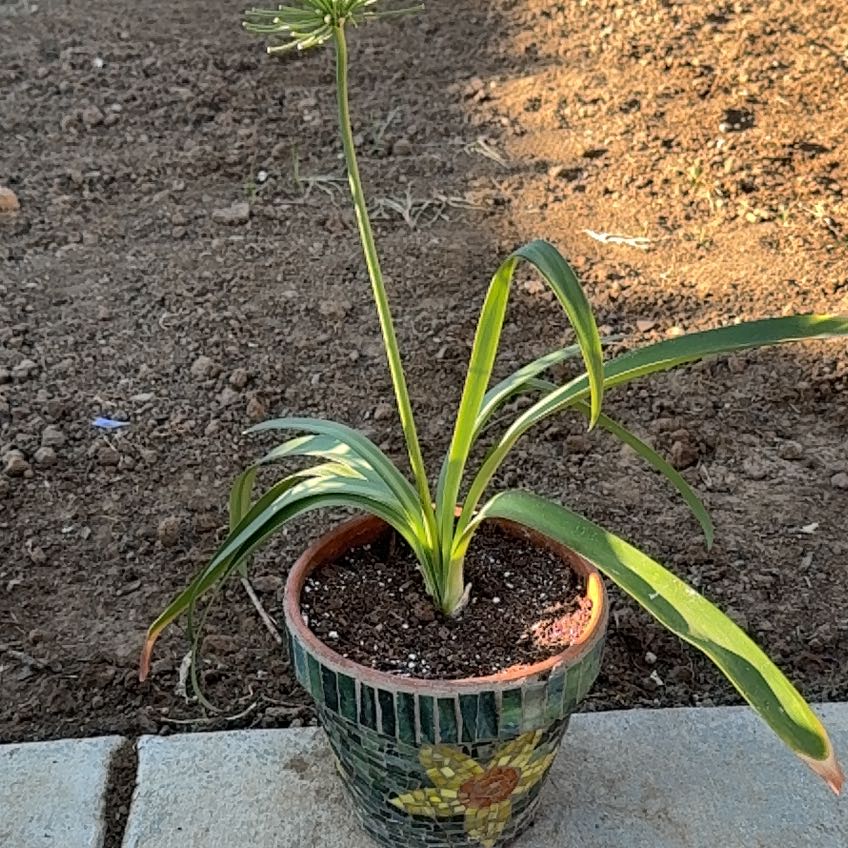 Photo of the plant species Lily of the Nile by @ProBushgrass17 named Figyonce on Greg, the plant care app