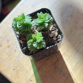 Photo of the plant species Crassula 'Spiralis Estagnol' by @ProBushgrass17 named Robert Plant on Greg, the plant care app