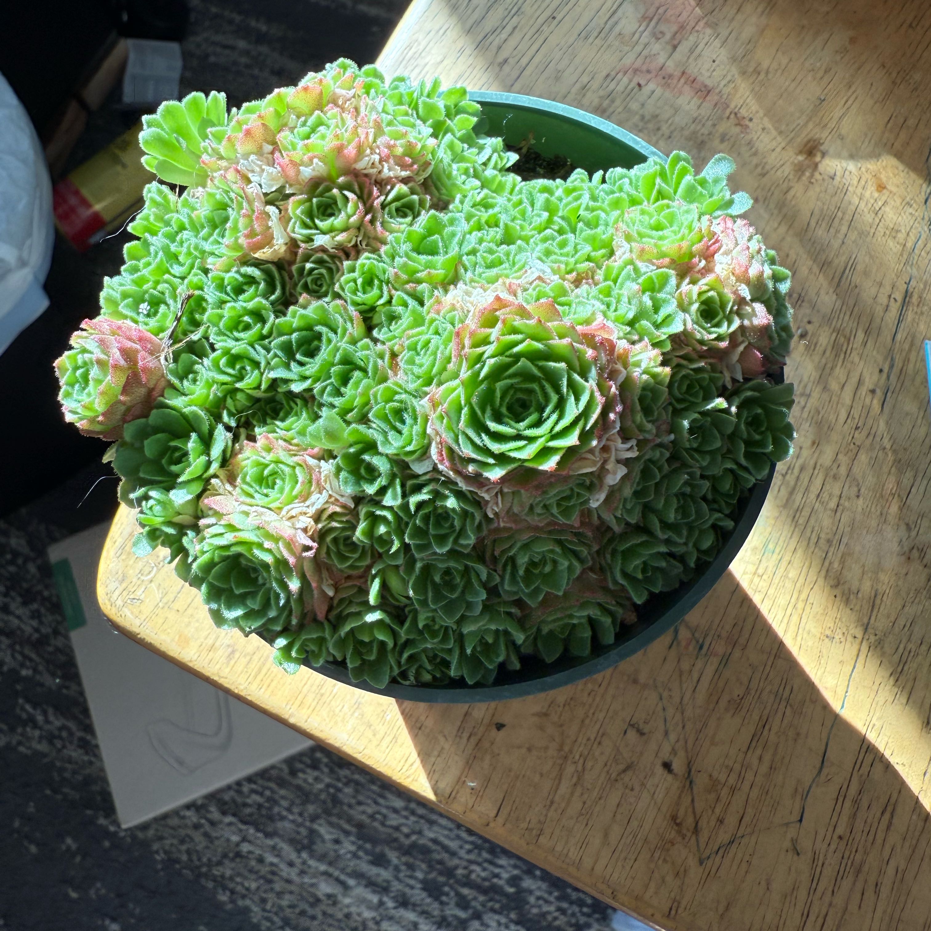 Photo of the plant species Rosularia platyphylla by @ProBushgrass17 named Marilyn on Greg, the plant care app