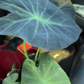 Photo of the plant species Colocasia Illustris by @Idaanzthedruid named Ill’ustris Shadowroot on Greg, the plant care app