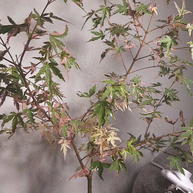 Photo of the plant species Acer 'Taylor' by @AceIsepepper33 named Бонсай on Greg, the plant care app