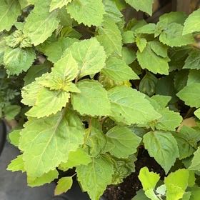 Photo of the plant species Patchouli by @RadSkypilot38 named Figyonce on Greg, the plant care app