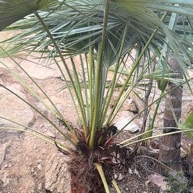 Photo of the plant species Saw Palmetto by @LadyUngnadia17 named Elle on Greg, the plant care app