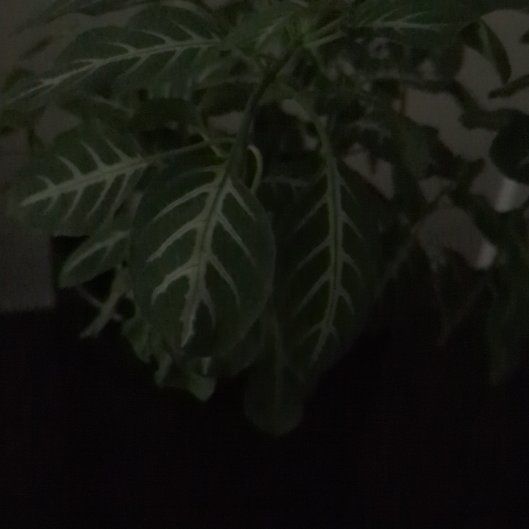 Photo of the plant species Monkey plant by @ImmortalQuince named Rosa on Greg, the plant care app