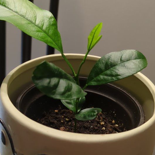 Photo of the plant species Clementine by @ImmortalQuince named Peter Parker on Greg, the plant care app