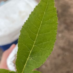 Photo of the plant species Pecan by @PeerlessOrpine named James Dean on Greg, the plant care app