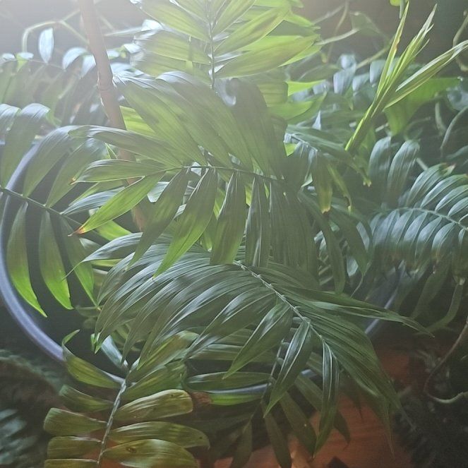 Photo of the plant species Majestic Palm by @UpfrontJade36 named Mando on Greg, the plant care app