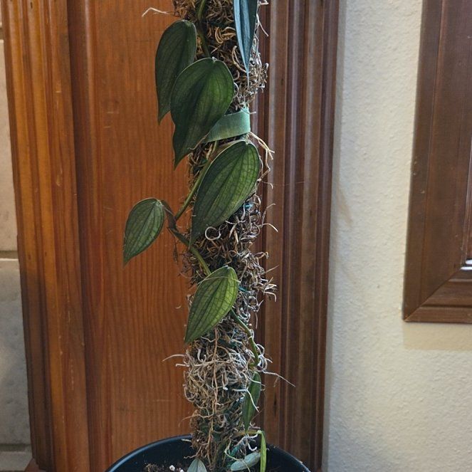 Photo of the plant species Philodendron Burle Marx Fantasy by @YesRedcap60 named Pamfila on Greg, the plant care app