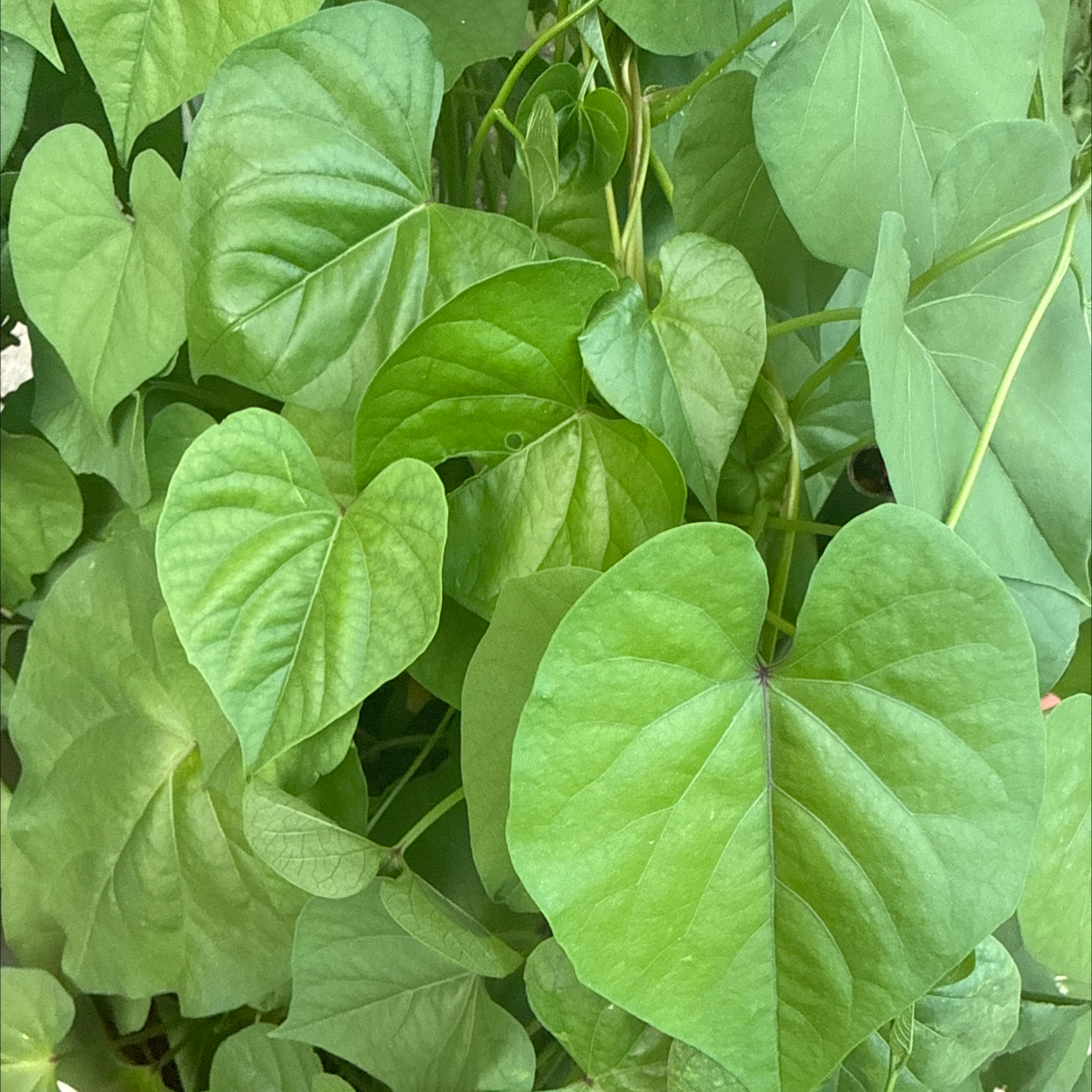 Photo of the plant species Sweet Potato Vine by @NaturalCorkoak1 named Emerson on Greg, the plant care app