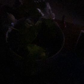 Photo of the plant species American Beech by @FullCaraway79 named Doja Cat on Greg, the plant care app