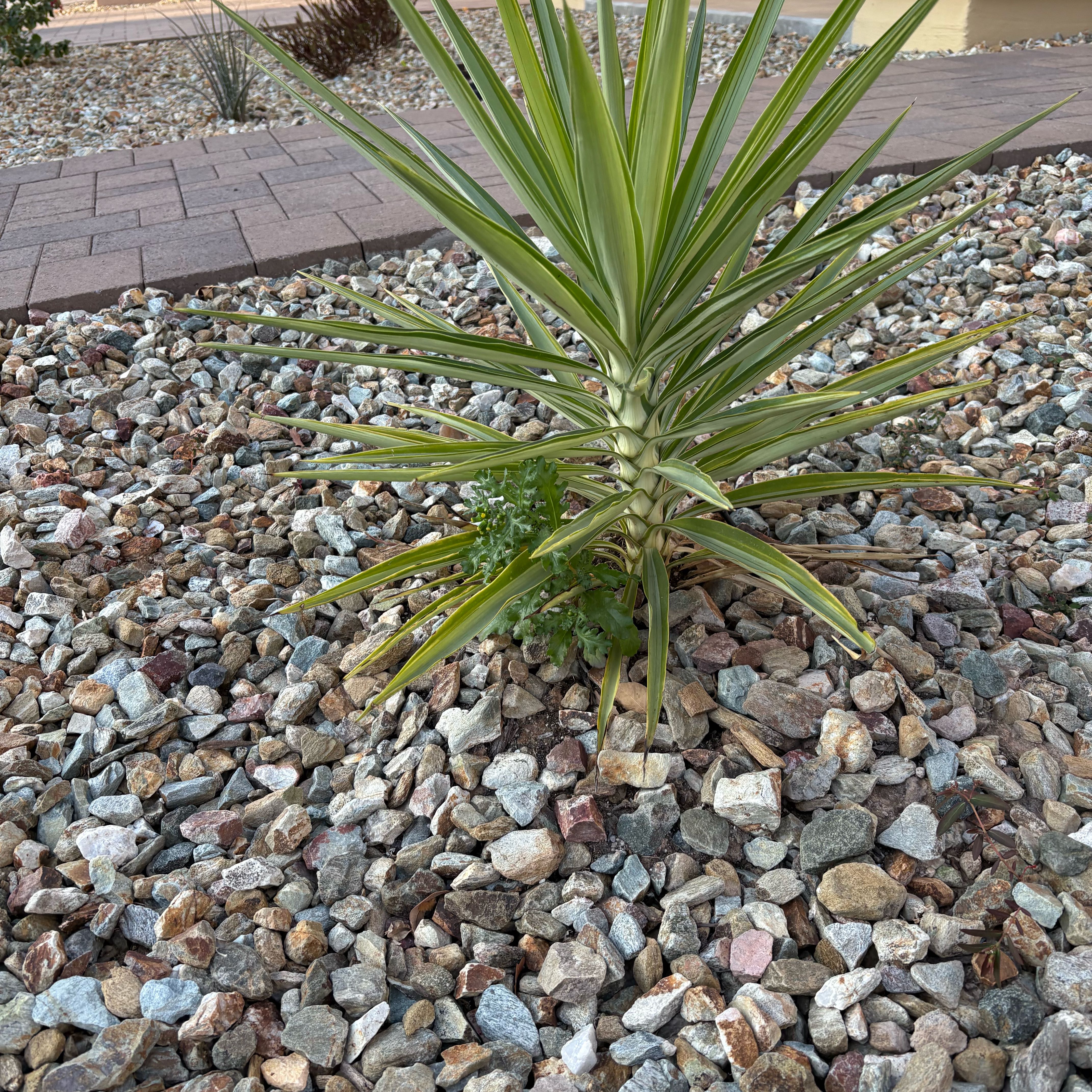 Photo of the plant species Aloe Yucca by @StylishBaibua24 named Darwin on Greg, the plant care app