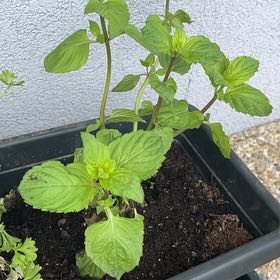 Photo of the plant species Watermint by @SlickSucculents named ChloroPhil on Greg, the plant care app