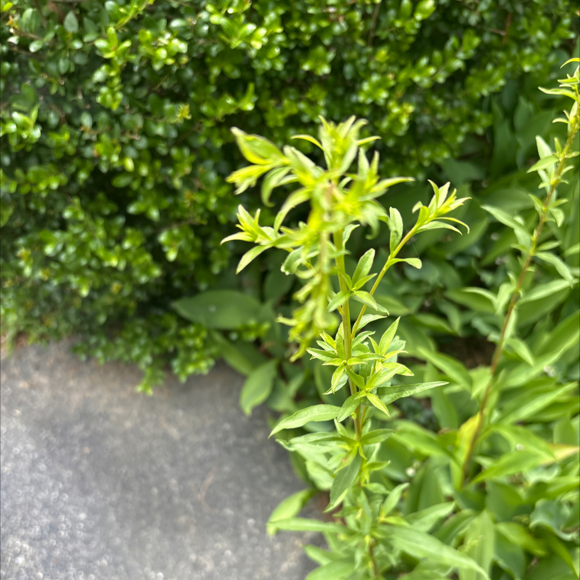 Photo of the plant species Michaelmas Daisy by @TopRedbeech63 named Eva on Greg, the plant care app