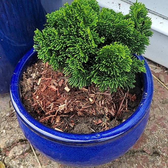 Photo of the plant species Dwarf Hinoki Cypress by @yllygoden named 优雅 [yōuyă] on Greg, the plant care app