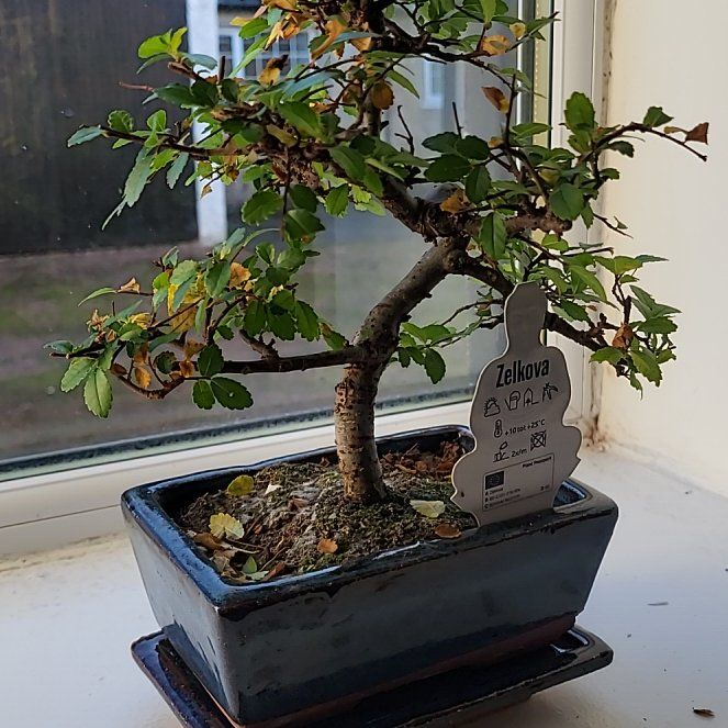 Photo of the plant species Zelkova by @yllygoden named Spike Leaves on Greg, the plant care app
