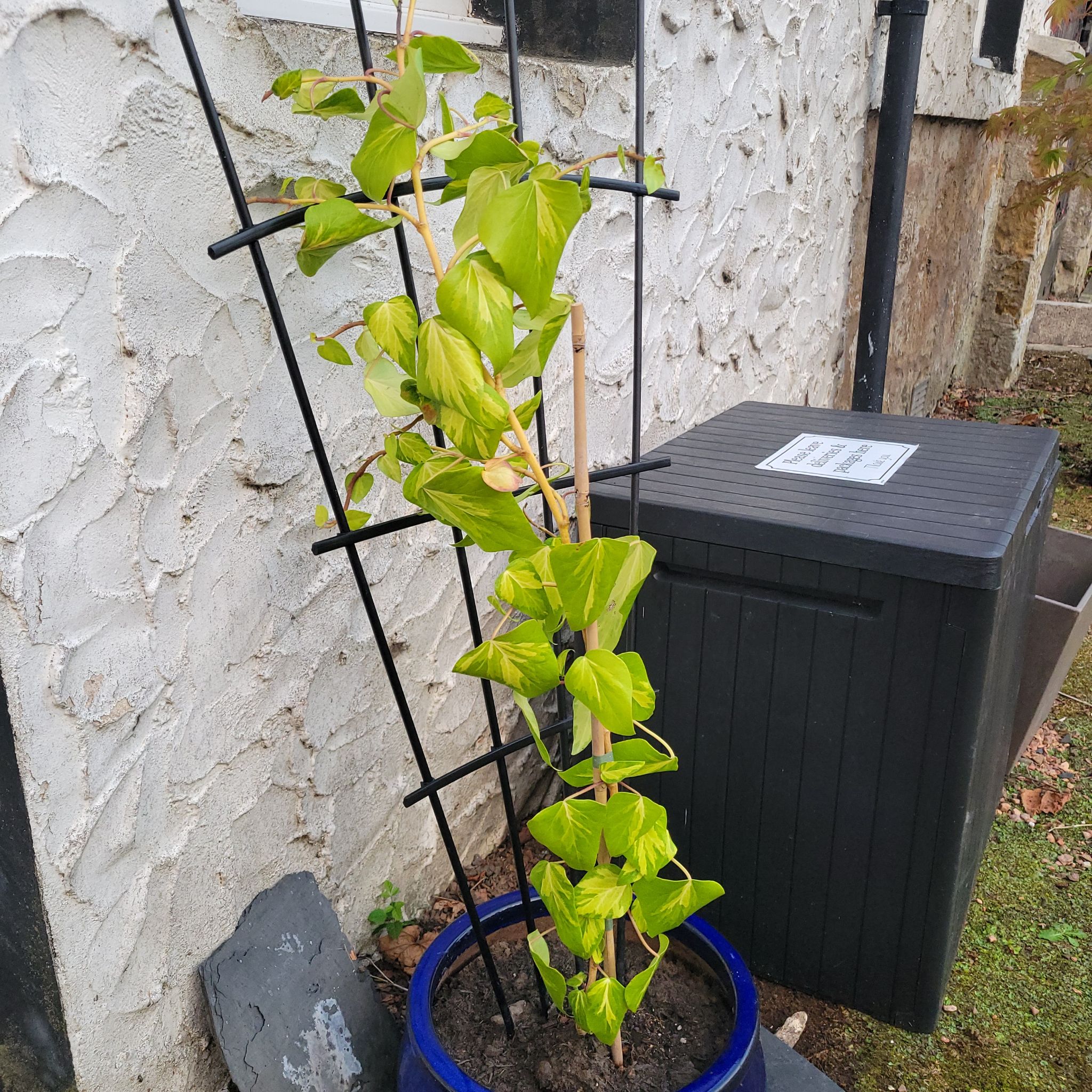 Photo of the plant species Persian Ivy by @yllygoden named دل زرد on Greg, the plant care app