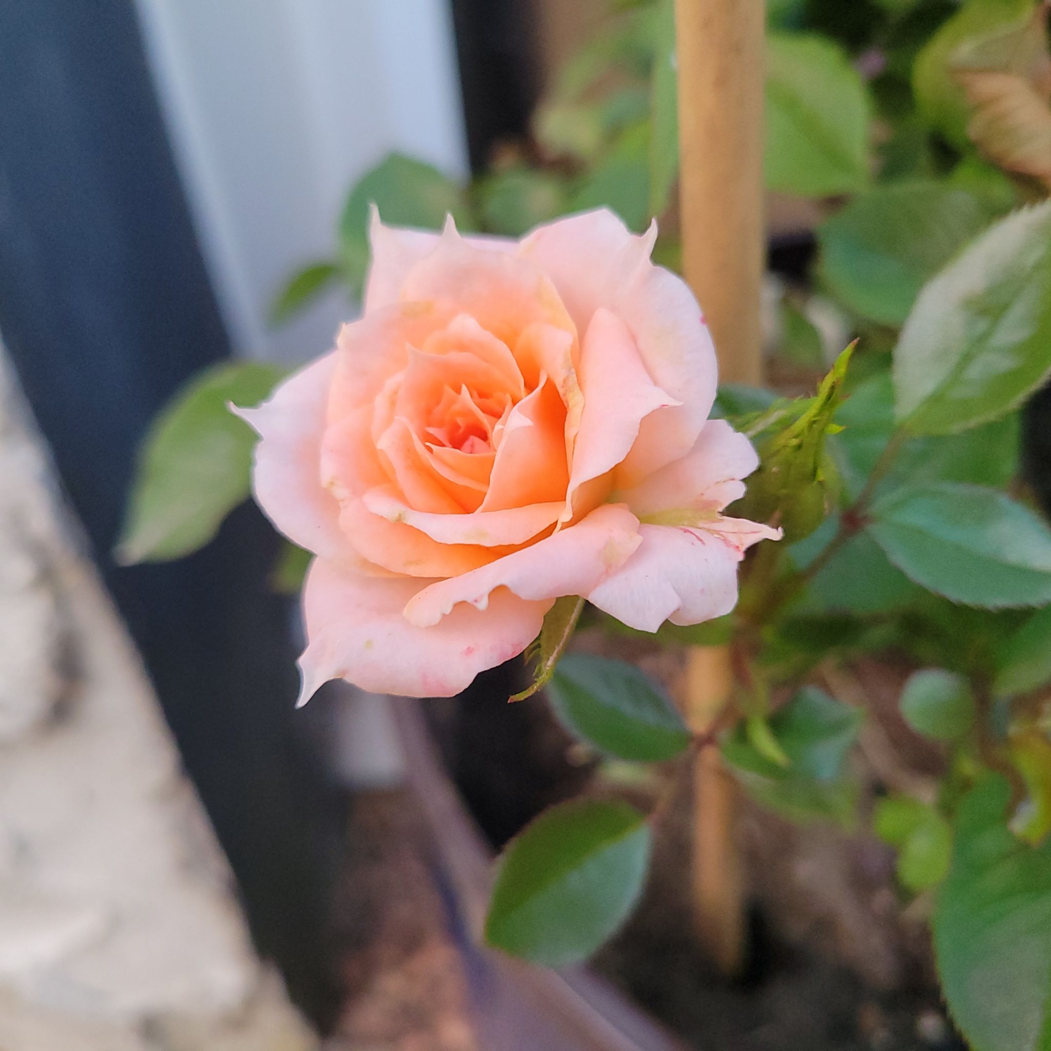 Photo of the plant species Rosa 'Flower Power' by @yllygoden named هلو 🍑 on Greg, the plant care app