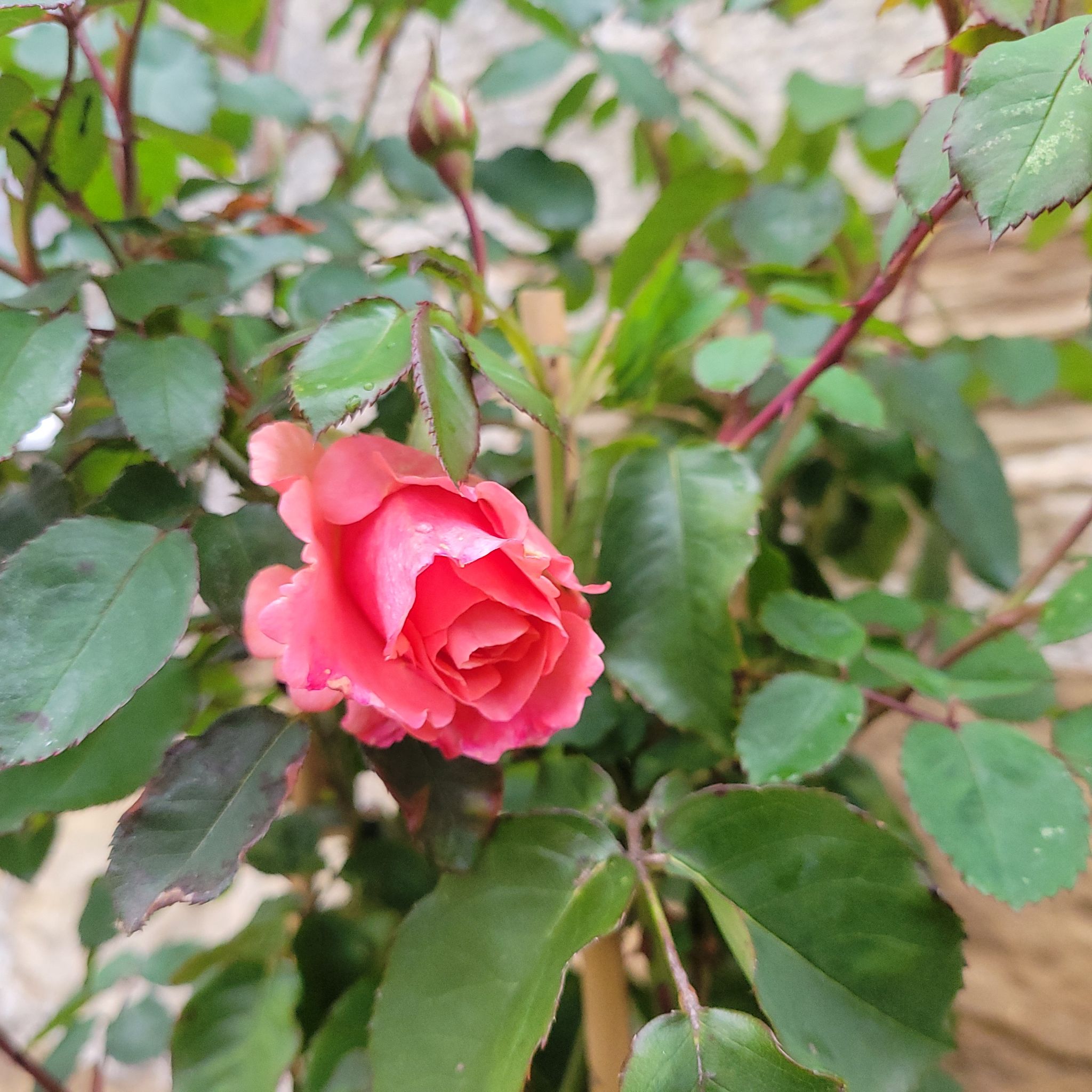 Photo of the plant species Rosa 'Alibaba' by @yllygoden named Aladdin on Greg, the plant care app