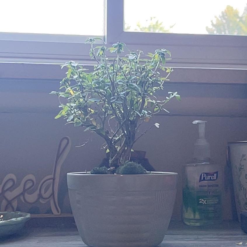 Photo of the plant species Snowrose by @InformedMango14 named Minho on Greg, the plant care app