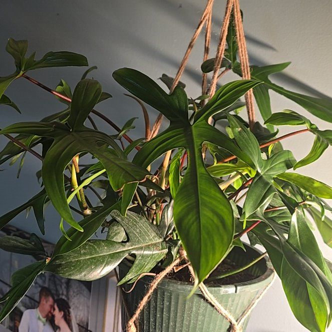 Photo of the plant species Flordia green by @UntiringAnthora named Xena on Greg, the plant care app
