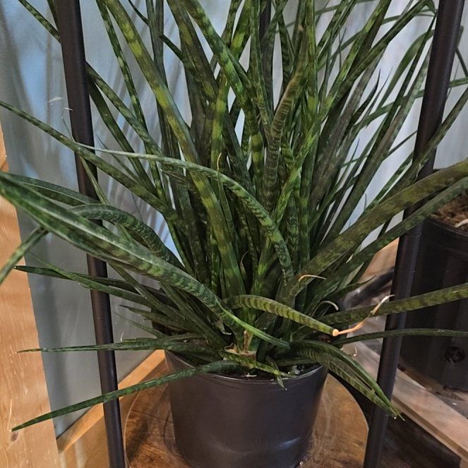 Photo of the plant species Sansevieria 'Fernwood Mikado' by @UntiringAnthora named Stella on Greg, the plant care app