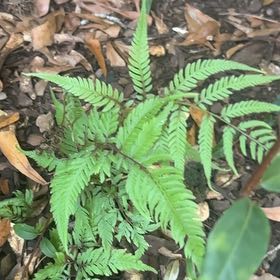 Photo of the plant species Japanese Painted Fern by @RestfulBibi23 named Elle on Greg, the plant care app