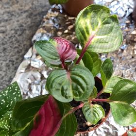 Photo of the plant species Variegated Blood Leaf by @ClassyPawpaw5 named Morgan Treeman (Funnygold) on Greg, the plant care app