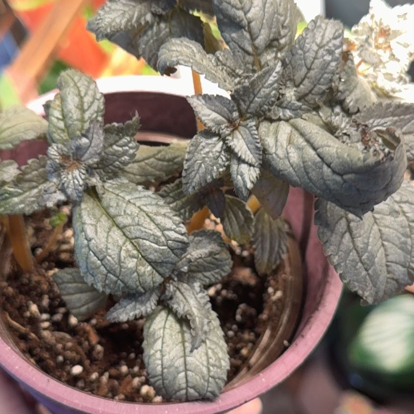 Photo of the plant species Silver Cloud Pilea by @ShiningBluerose named Luna on Greg, the plant care app