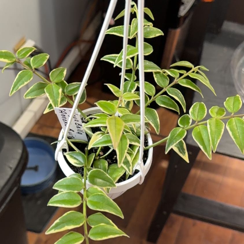 Photo of the plant species Hoya bella albomarginata by @ShiningBluerose named Apollo on Greg, the plant care app