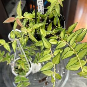 Photo of the plant species Hoya Bella Luis Bois by @ShiningBluerose named Tree Diddy on Greg, the plant care app
