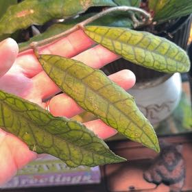 Photo of the plant species Hoya Finlaysonii by @ShiningBluerose named Mando on Greg, the plant care app