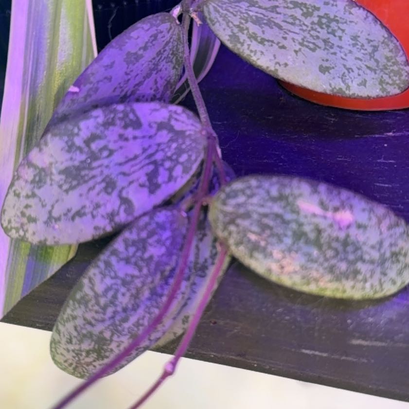 Photo of the plant species hoya sigillatis by @ShiningBluerose named Diana on Greg, the plant care app