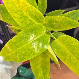 Photo of the plant species Philodendron Calkins Gold by @ShiningBluerose named Mochi on Greg, the plant care app