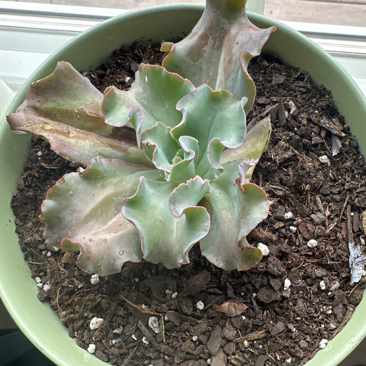 Photo of the plant species Giant Blue by @TopWorm87 named Gates on Greg, the plant care app