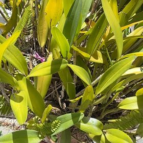 Photo of the plant species Glacier Lily by @GlossyCooperi95 named Achilles on Greg, the plant care app