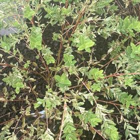 Photo of the plant species Creeping Willow by @FullMaypop51 named Tolkien on Greg, the plant care app