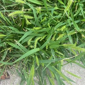 Photo of the plant species Barnyard Grass by @FullMaypop51 named Huckleberry Fern on Greg, the plant care app