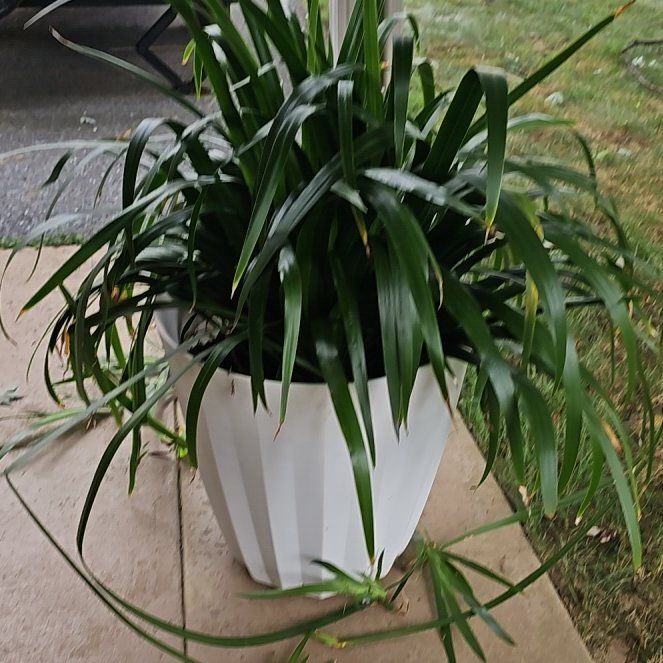 Photo of the plant species Walking Iris by @Cheryl70 named Achilles on Greg, the plant care app