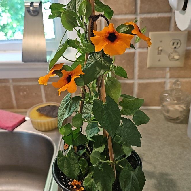 Photo of the plant species Blackeyed Susan Vine by @Cheryl70 named Emerson on Greg, the plant care app