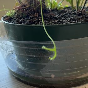 Photo of the plant species Forked Sundew by @YesWavycap22 named Elle - Member of the Bog on Greg, the plant care app