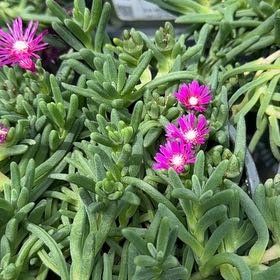 Photo of the plant species Wheels of Wonder 'Violet Wonder' Ice Plant by @PeakCosmo85 named Coco on Greg, the plant care app