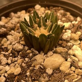 Photo of the plant species Red Ariocarpus by @LA-Oasis named Ario on Greg, the plant care app