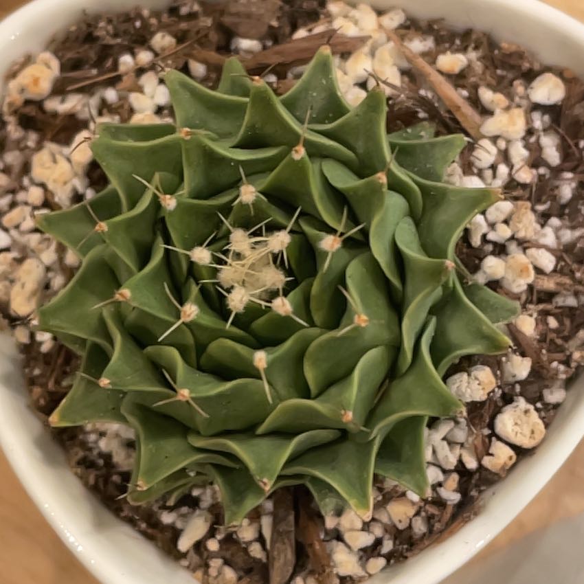 Photo of the plant species Obregonia denegrii by @LA-Oasis named Artichoke Cactus on Greg, the plant care app