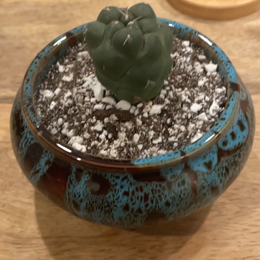 Photo of the plant species Coryphantha Elephantidens cv. Inermis by @LA-Oasis named Captain Plant-it on Greg, the plant care app