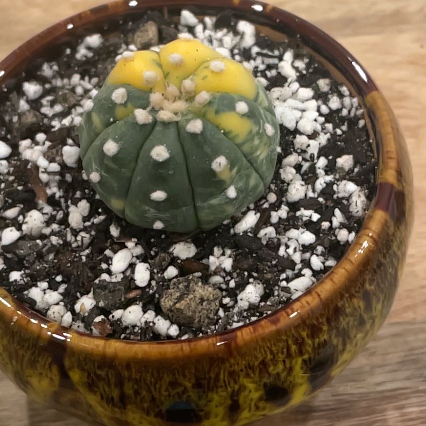 その他 OZWRT Spirit of Astrophytum その他 OZWRT Spirit of Astrophytum OZWRT Spirit of Astrophytum