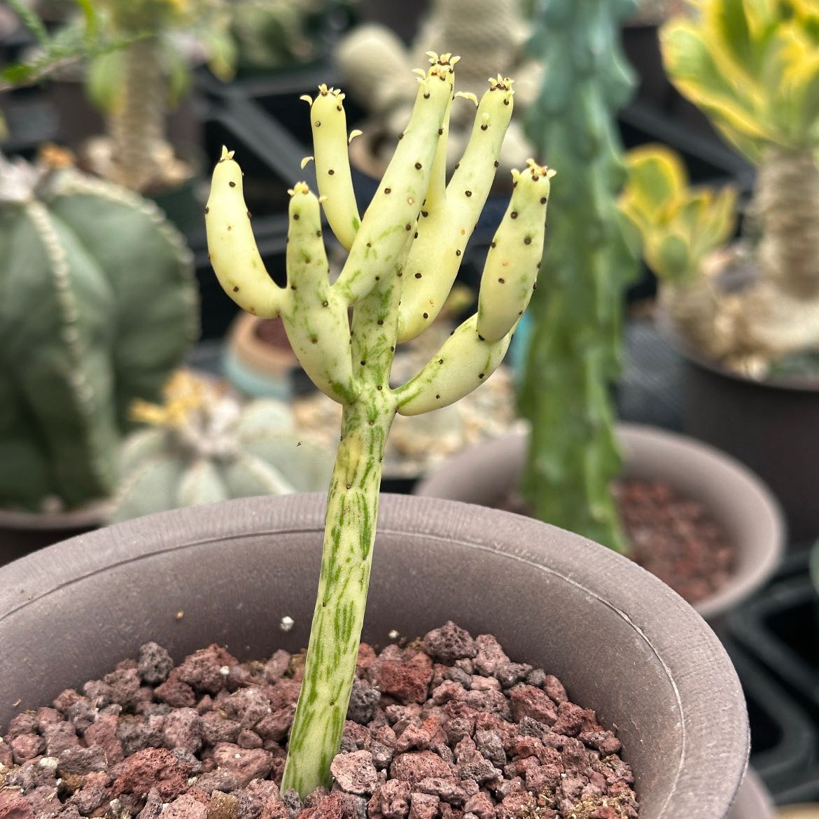 Photo of the plant species Euphorbia lucorum by @LA-Oasis named Rosa on Greg, the plant care app
