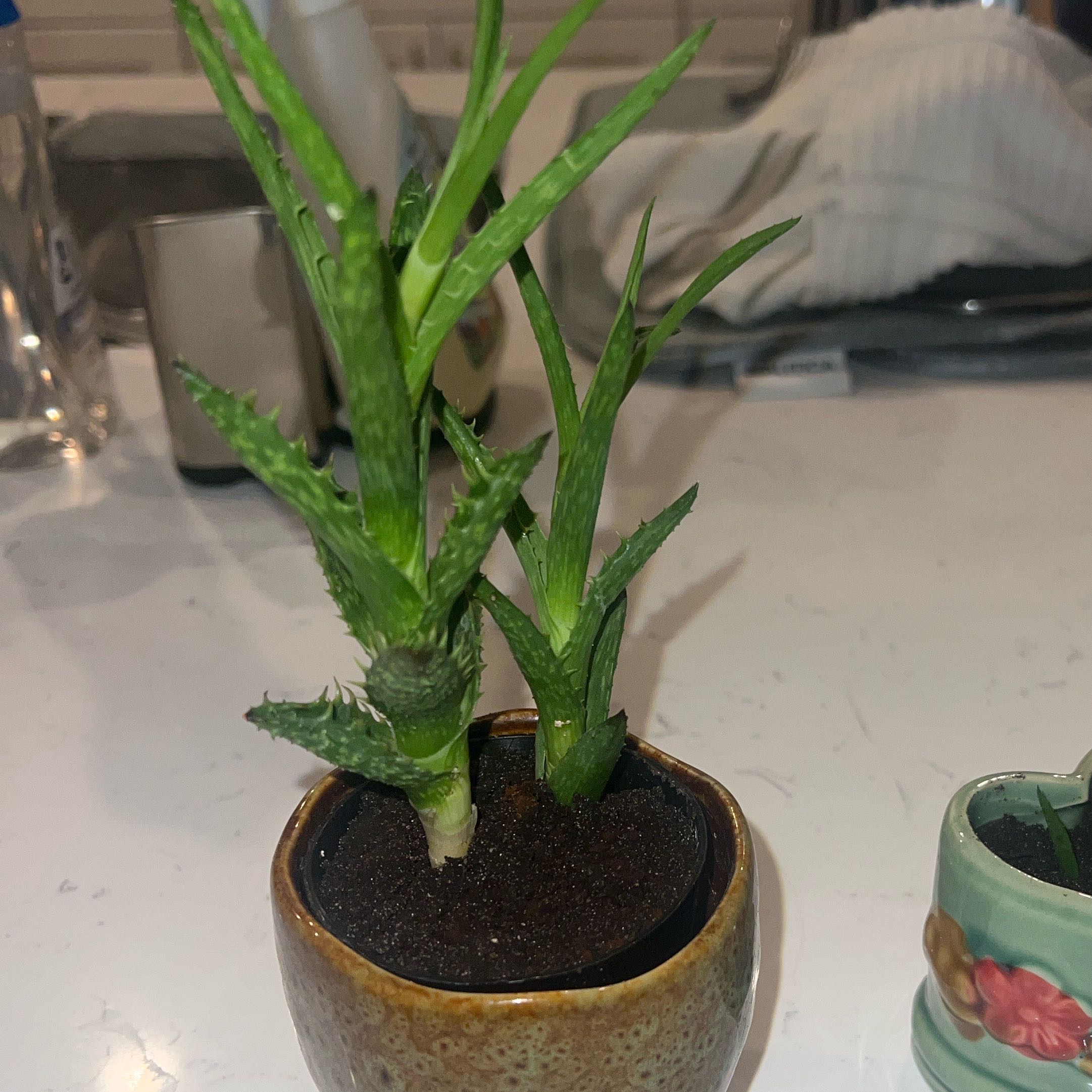 Photo of the plant species Aloe zanzibarica by @AngelLavender40 named Kylie on Greg, the plant care app