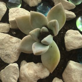 Photo of the plant species Ghosty by @CopiousMelon89 named Dax on Greg, the plant care app