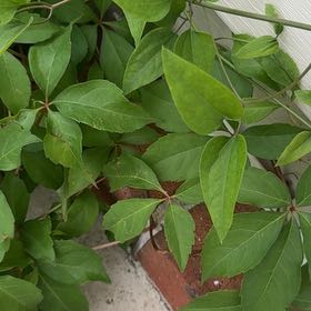 Photo of the plant species Virginia Creeper by @BoldAcajou38 named Walt on Greg, the plant care app