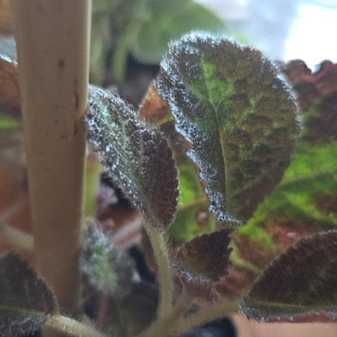 Photo of the plant species Wall Germander by @CosmicMira62 named Athena on Greg, the plant care app